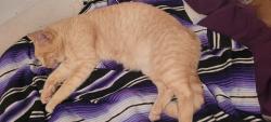 Lost Male Cat last seen Sterling and ananea, Mesa, AZ 85207