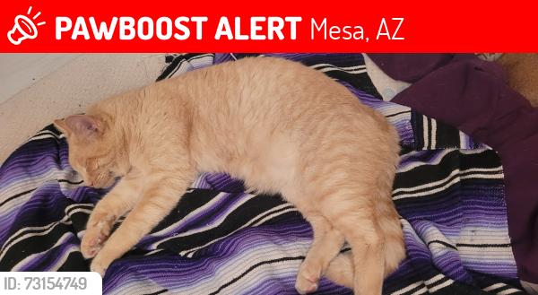 Lost Male Cat last seen Sterling and ananea, Mesa, AZ 85207