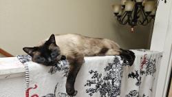 Lost Male Cat last seen 4th and Candelaria, Albuquerque, NM 87107