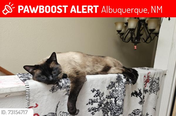 Lost Male Cat last seen 4th and Candelaria, Albuquerque, NM 87107