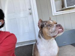 Reunited Female Dog last seen Atkins middle school, Lubbock, TX 79412