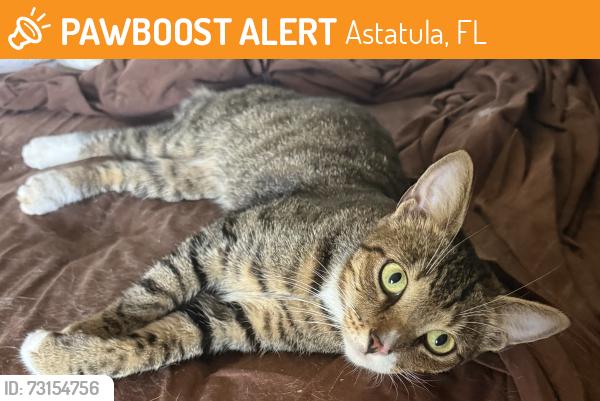 Found/Stray Female Cat last seen Astatula, Astatula, FL 34705