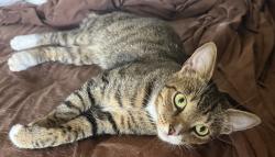 Found/Stray Female Cat last seen Astatula, Astatula, FL 34705