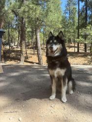 Lost Male Dog last seen Valencia Crossroads, Drexel-Alvernon, AZ 85706