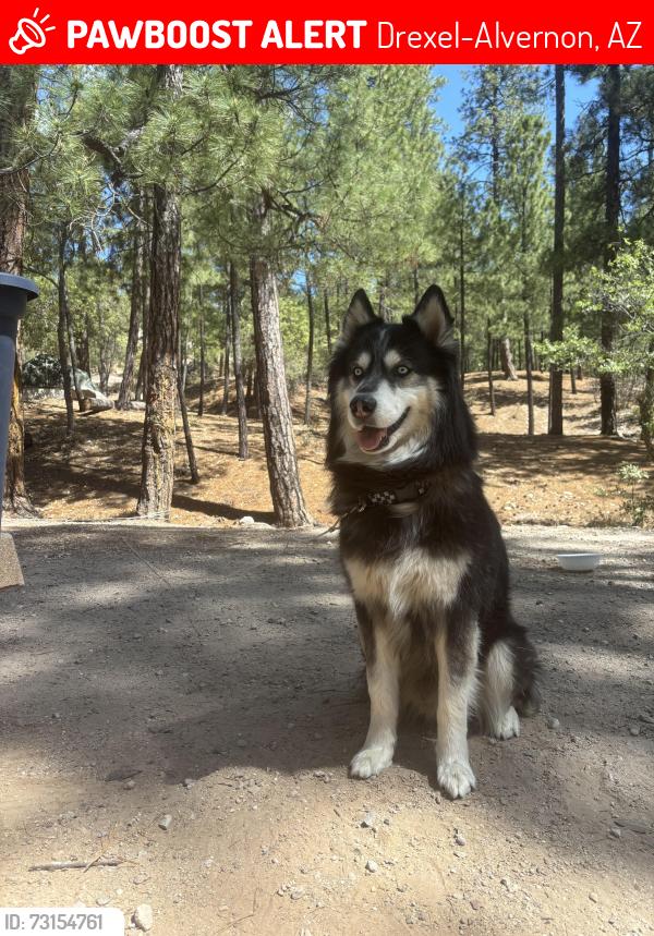 Lost Male Dog last seen Valencia Crossroads, Drexel-Alvernon, AZ 85706
