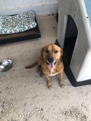 Found/Stray Female Dog last seen state Road 196 and Schifko Road, Cantonment, FL 32533