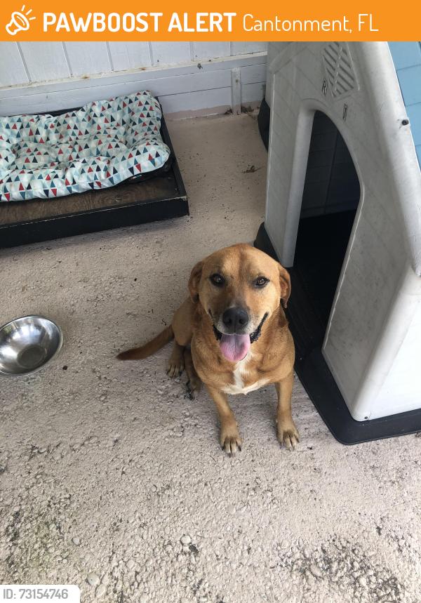 Found/Stray Female Dog last seen state Road 196 and Schifko Road, Cantonment, FL 32533