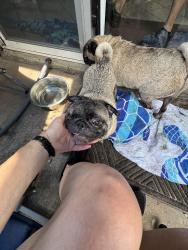 Found/Stray Female Dog last seen Oxbow and Newsome, Mesquite, TX 75149