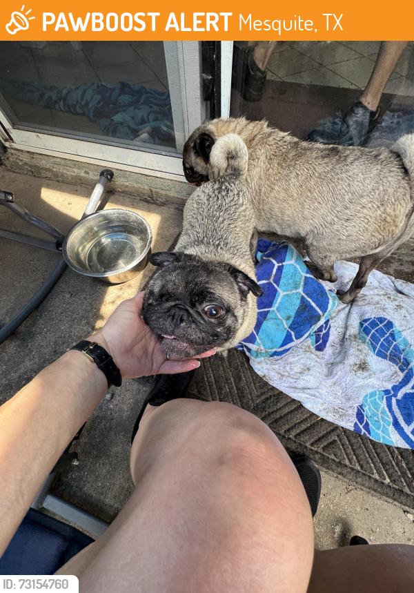 Found/Stray Female Dog last seen Oxbow and Newsome, Mesquite, TX 75149