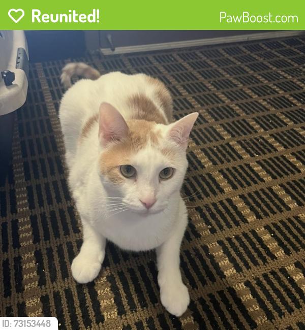 Reunited Male Cat last seen Pointe Grand apmts Jacksonville West, Jacksonville, FL 32210