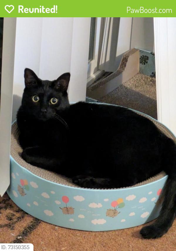 Reunited Male Cat last seen Linda Rio & Mira del Rio, Sacramento, CA 95827