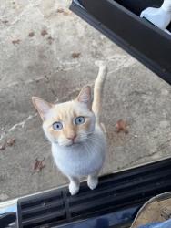 Lost Male Cat last seen Linda Dr. & McCullough, San Antonio, TX 78216