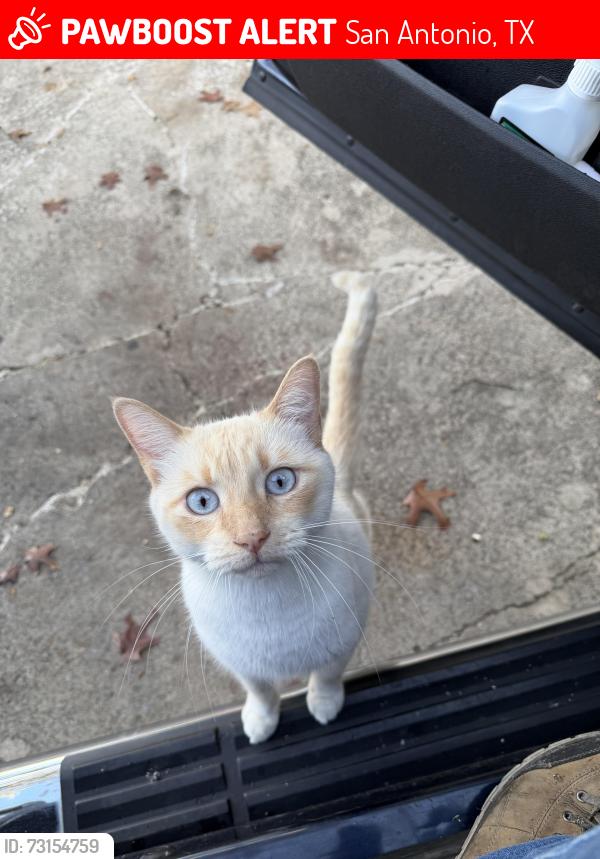 Lost Male Cat last seen Linda Dr. & McCullough, San Antonio, TX 78216