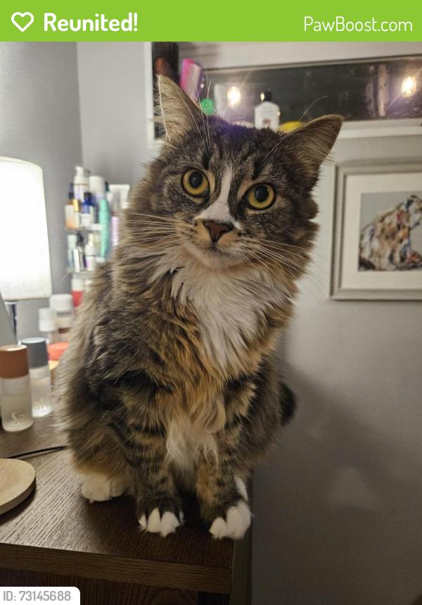 Reunited Female Cat last seen 61st Ave NE and NE 204th Street, Kenmore, WA 98028