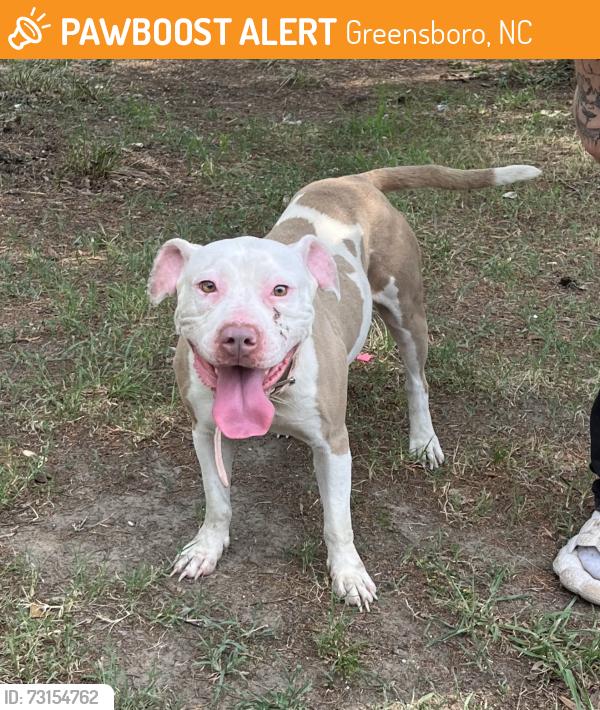 Found/Stray Female Dog last seen Perkins and Spencer St, Greensboro, NC 27401