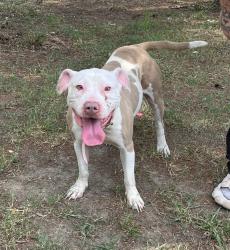 Found/Stray Female Dog last seen Perkins and Spencer St, Greensboro, NC 27401