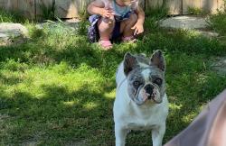 Reunited Female Dog last seen Wilson and Planz in Spice Tract, Bakersfield, CA 93309