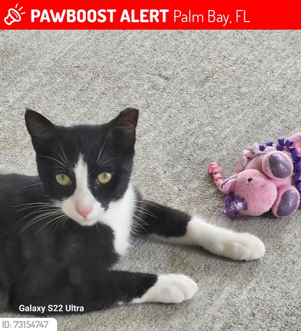 Lost Female Cat last seen Frederica Ave NW/Andalusia, Palm Bay, FL 32907