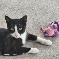 Lost Female Cat last seen Frederica Ave NW/Andalusia, Palm Bay, FL 32907