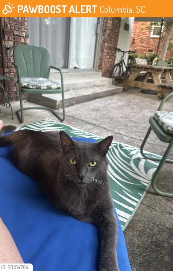 Found/Stray Male Cat last seen Whitehall, Columbia, SC, Columbia, SC 29210