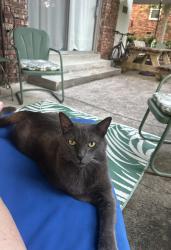 Found/Stray Male Cat last seen Whitehall, Columbia, SC, Columbia, SC 29210