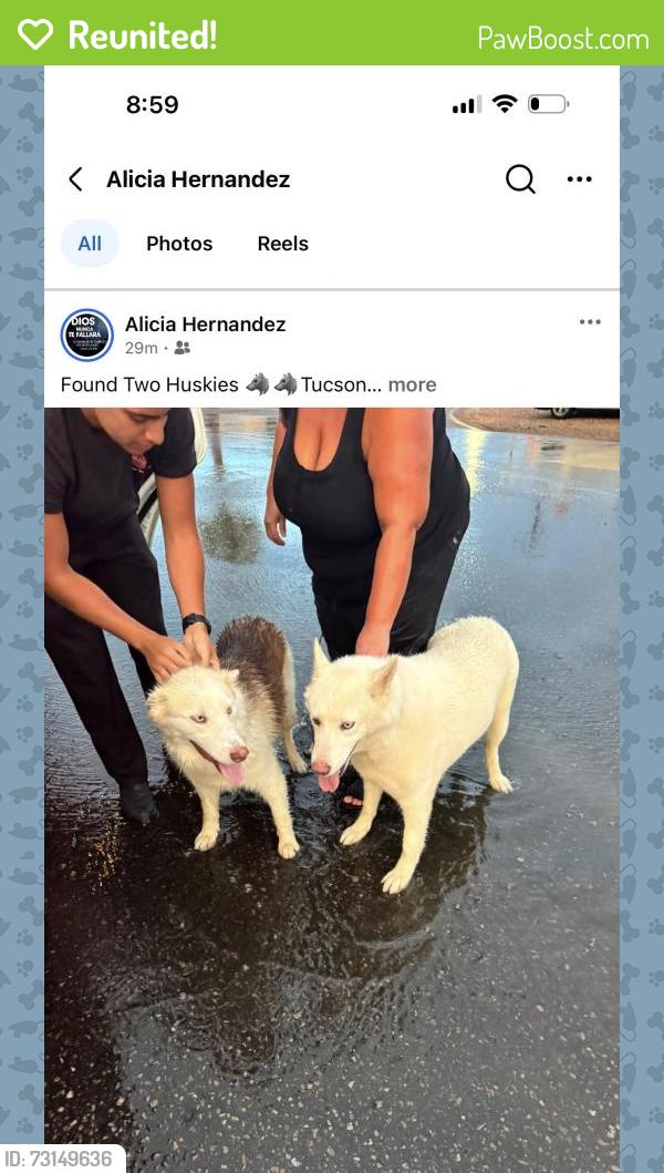 Reunited Female Dog last seen Cardinal Ave and Holiday, Tucson, AZ 85746