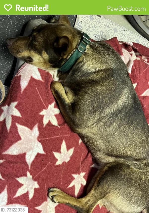 Reunited Female Dog last seen highway 8 going into Pickens, Pumpkintown, SC 29671