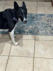 Lost Male Dog last seen Chambers and Mississippi, Aurora, CO 80012
