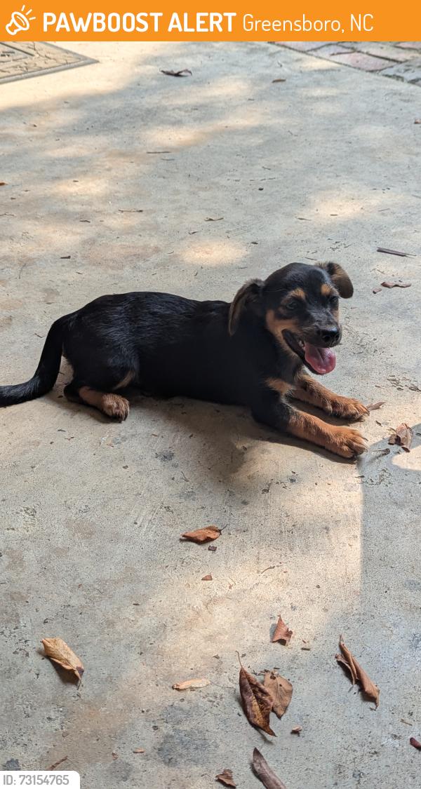 Found/Stray Unknown Dog last seen Cranbrook Village, Greensboro, NC 27406