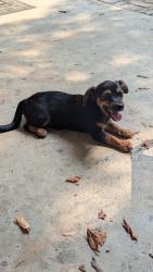 Found/Stray Unknown Dog last seen Cranbrook Village, Greensboro, NC 27406