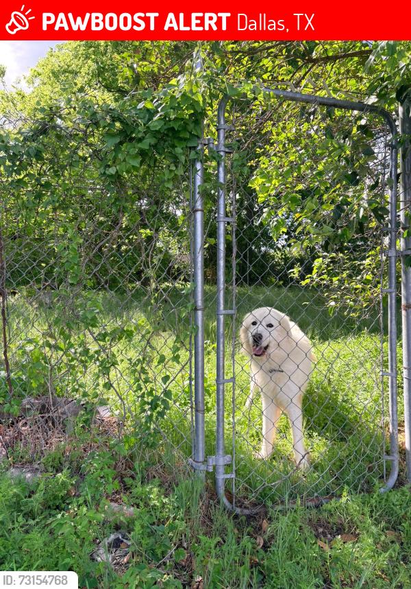 Lost Male Dog last seen Renner Park, Dallas, TX 75216