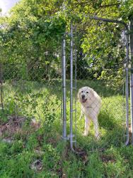 Lost Male Dog last seen Renner Park, Dallas, TX 75216