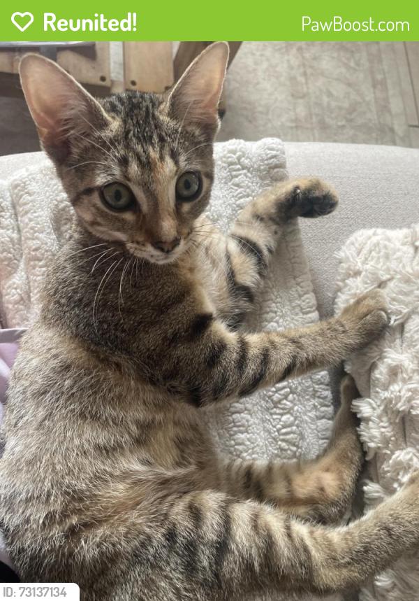 Reunited Female Cat last seen Mohican and Duval, Austin, TX 78759