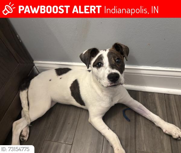 Lost Female Dog last seen Near N Carroll Rd, Indianapolis, Indianapolis, IN 46235