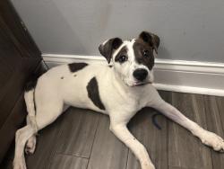 Lost Female Dog last seen Near N Carroll Rd, Indianapolis, Indianapolis, IN 46235