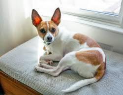 Lost Male Dog last seen Jack Bulik Park Fontana, Fontana, CA 92335
