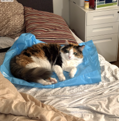 Reunited Female Cat last seen Watmaugh, Bear Flag Road, Sonoma, CA 95476