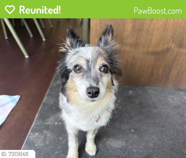 Reunited Female Dog last seen Seaview Ave and Paerdegat Ave N, Brooklyn, NY 11236