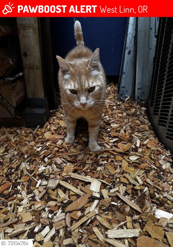 Lost Male Cat last seen Bolton, West Linn, OR 97068