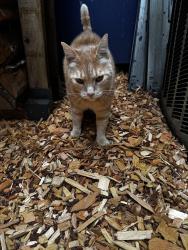 Lost Male Cat last seen Bolton, West Linn, OR 97068