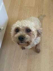 Reunited Male Dog last seen Near Woodcliff, Los Angeles, CA 91403