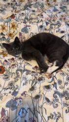Lost Male Cat last seen Brynn marr, Jacksonville, NC 28546