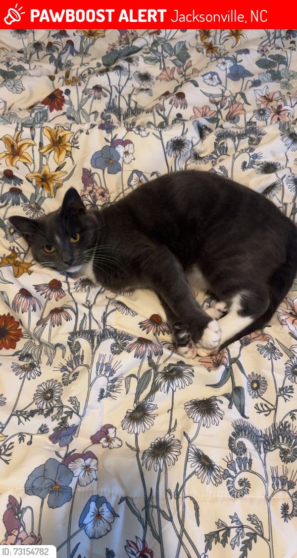 Lost Male Cat last seen Brynn marr, Jacksonville, NC 28546