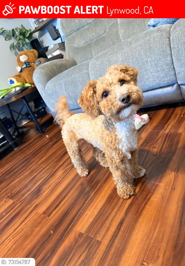 Lost Male Dog last seen Bullis Rd and Palm Ave, Lynwood, CA 90262