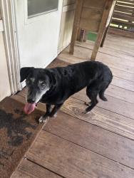Found/Stray Female Dog last seen FM 1486, Montgomery County, TX 77316