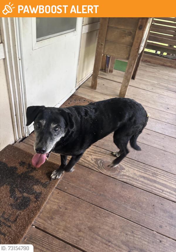 Found/Stray Female Dog last seen FM 1486, Montgomery County, TX 77316