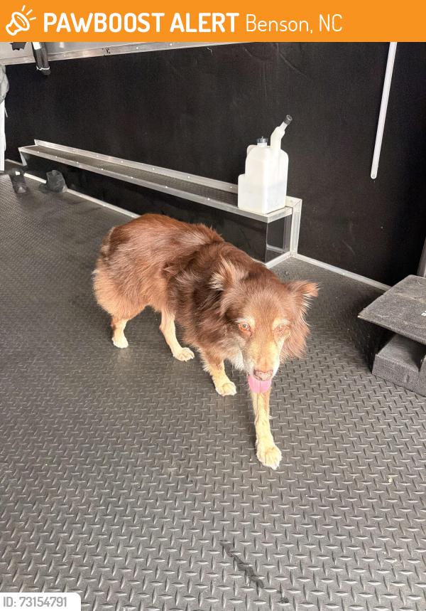 Found/Stray Male Dog last seen Galot motorsports park, Benson, NC 27504