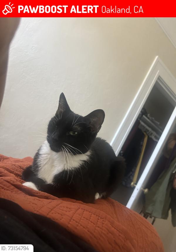 Lost Female Cat last seen 11th Street and Jefferson, Oakland, CA 94607