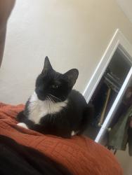 Lost Female Cat last seen 11th Street and Jefferson, Oakland, CA 94607