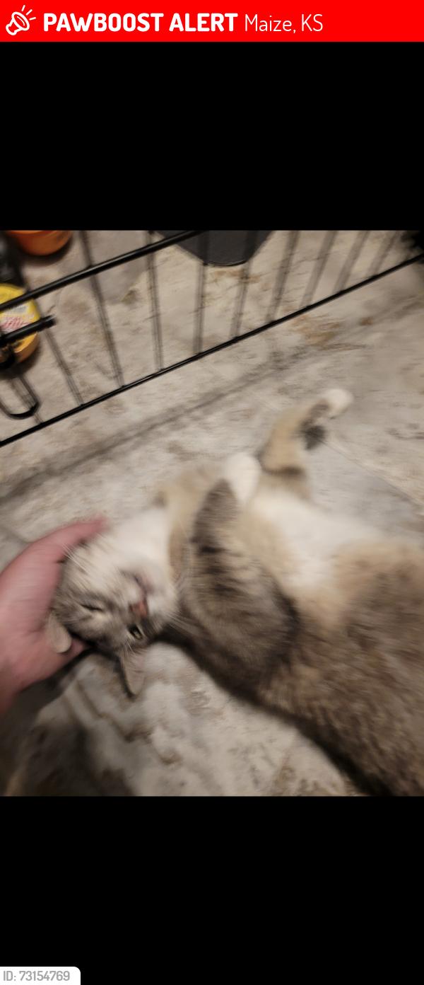 Lost Female Cat last seen Maize Road and 61st St N, Maize, KS 67101